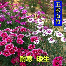 混色竹石竹草易活庭院五彩石花种子四季种子花籽花种籽欧石竹美国