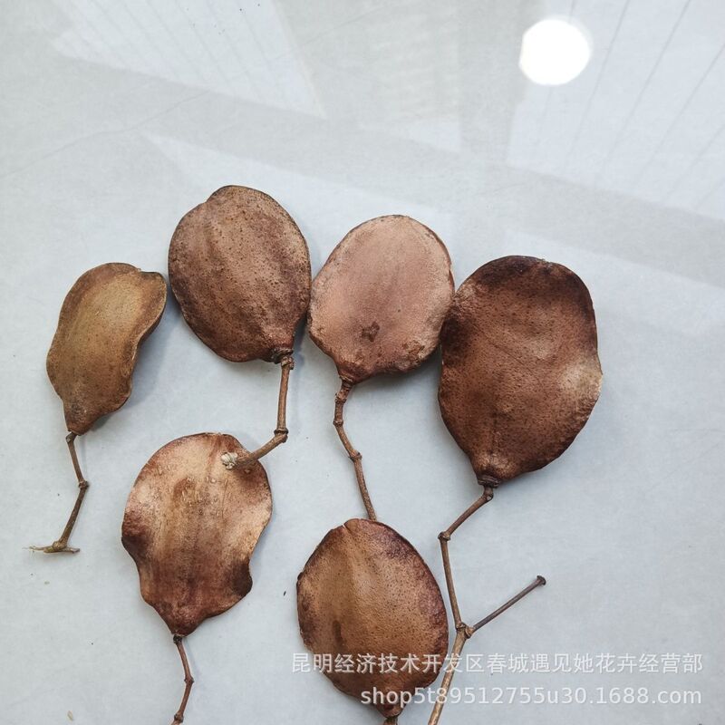 Turtle Shell, Blue Jacaranda Fruit Shell, Handmade DIY