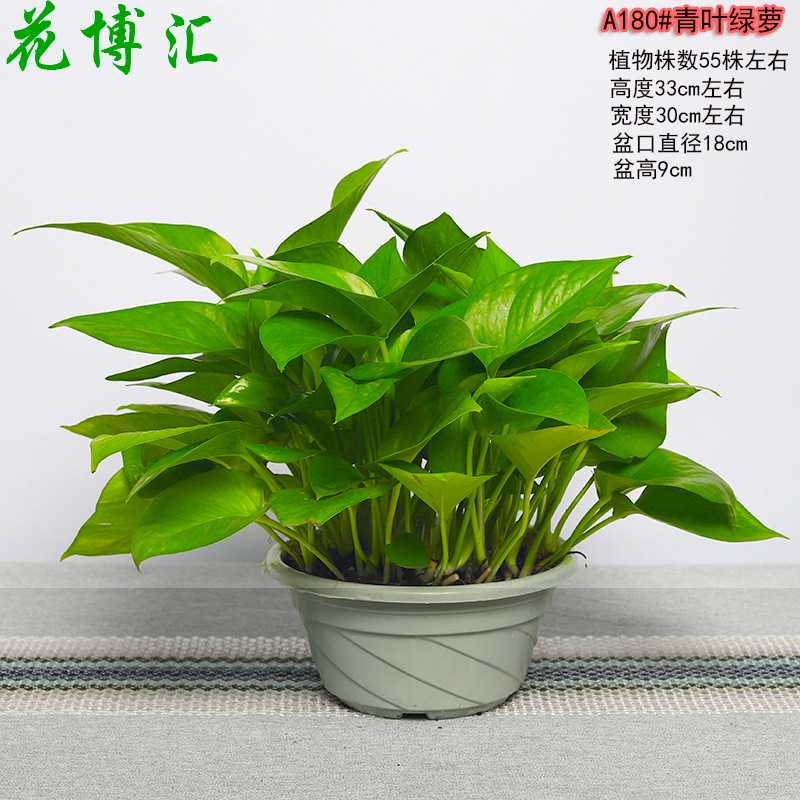 Green Potted Flower Green Wall Hydroponic Plants Indoor Green Plants…
