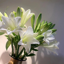 清明节大朵鲜花香水百合云南直发速递同城客厅摆件水养插花家用白