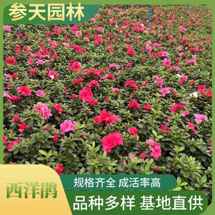 �����N �����N���l �߶ȹڷ�20~40���ֿ��x ���̵ر��ݻ�����ֱ�N