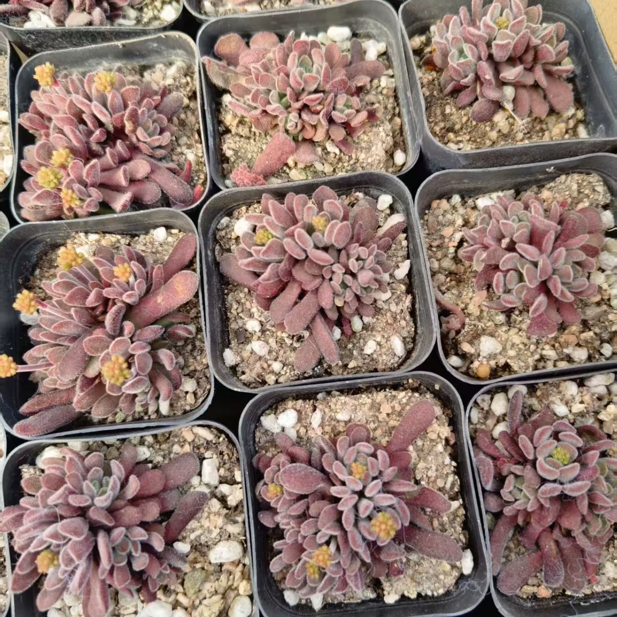 Dream Chun Dream Spring Настоящий выстрел Мясистые растения