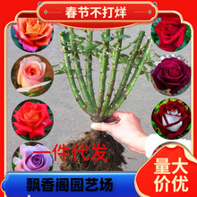 һ�����l8��õ�廨�玧���������^���Gֲ���҃��̨���Դ��¼�