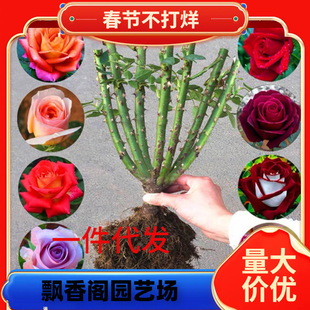 һ�����l8��õ�廨�玧���������^���Gֲ���҃��̨���Դ��¼�