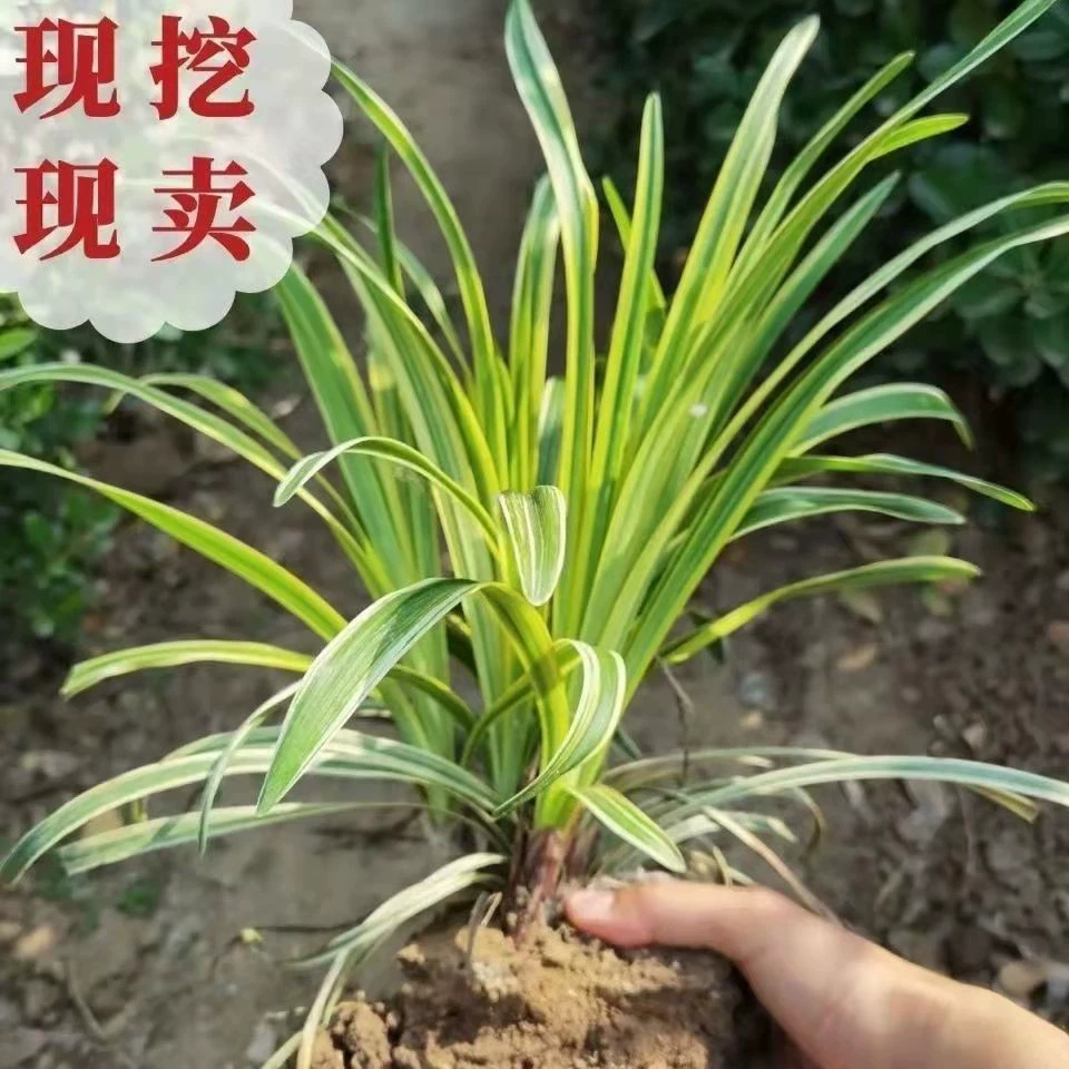 Самостоятельно выращиваемые и продаваемые саженцы Phragmites japonica, среднерассыпчатые листья, низкорослые, подходят для ландшафтного дизайна дворов, вилл, живописных зон и садов, морозостойкие.