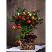 �ͺ��͟��������ɺ�� ���c���tɺ���� ������ �ļ��� Ұ��������