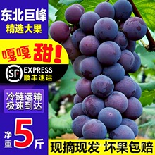 顺丰东北巨峰葡萄新鲜无籽送礼网红孕妇水果黑提非辽峰黑粒大果