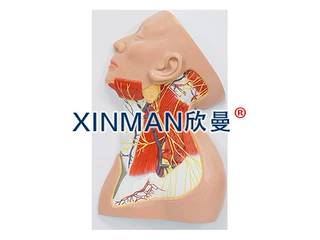 颈部浅表神经解剖模型