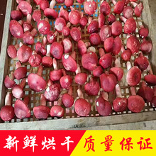 野生红菇产地直销批发云南野生菌干货大红菌正红菇食用菌滋补品