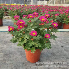 菊花盆栽带花苞发货耐寒四季室外阳台庭院单瓣美人菊苗耐晒荷兰菊