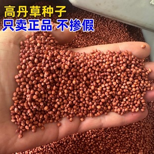 Wholesale of Highland Grass Seeds, Sudan Grass Forage Seeds, Sorghum Hybrid Seeds for Breeding Pigs, Cattle, Sheep, Chickens, Ducks, Geese, and Fish
