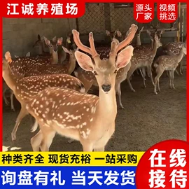 特种兽畜;其他装饰摆件;特种珍禽