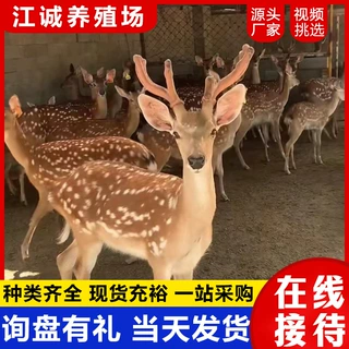 养殖场供应梅花鹿成年活体 景区观赏互动梅花鹿 梅花鹿幼崽价格