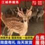 活体互动观赏景区梅花鹿
