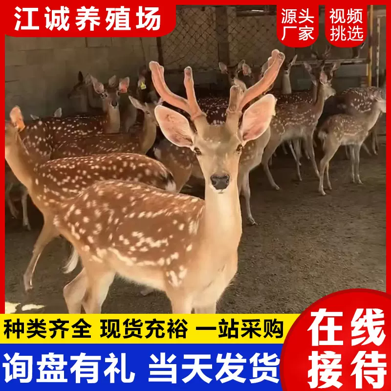 出售活体成年梅花鹿景区观赏互动梅花鹿多少钱一只人工养殖梅花鹿