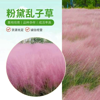 粉黛乱子草盆栽苗    花海专用观赏草    多年生宿根观赏草
