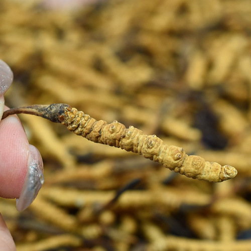 Western Tibet is compared to Qinghai Yushu without breaking grass and toothpick soaking wine dry goods as gifts high-altitude winter grass.