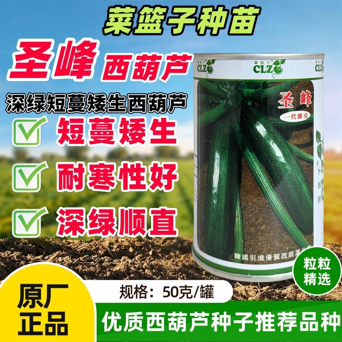 圣峰黑西葫芦种子稀有特色黑皮西葫芦种子墨绿皮西葫芦高产抗病种