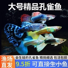 ��ȸ�~�Ꭷ���N�^�p�~С�͵�ˮ��ˮ���B�ͻƷ̥���PβС�~