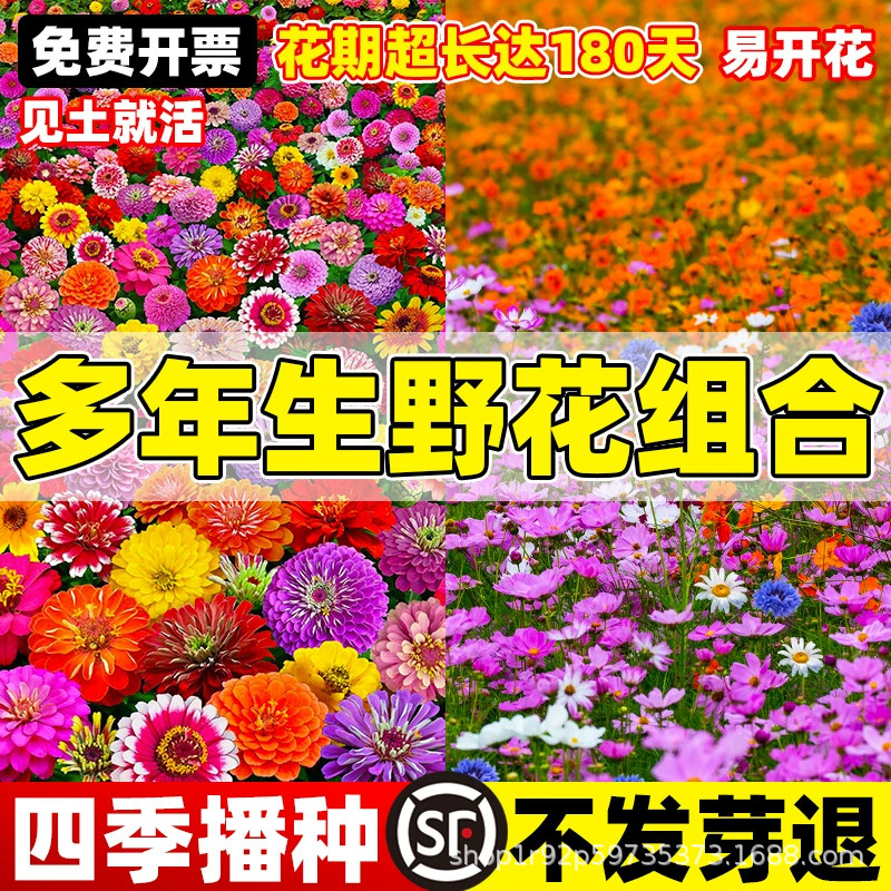 A comprehensive collection of Gesang flower seeds, including cosmos, sunflower, and wildflower varieties, all in original packaging, directly supplied by the manufacturer A comprehensive collection of Gesang flower seeds, including cosmos, sunflower, and wildflower varieties, all in original packaging, directly supplied by the manufacturer