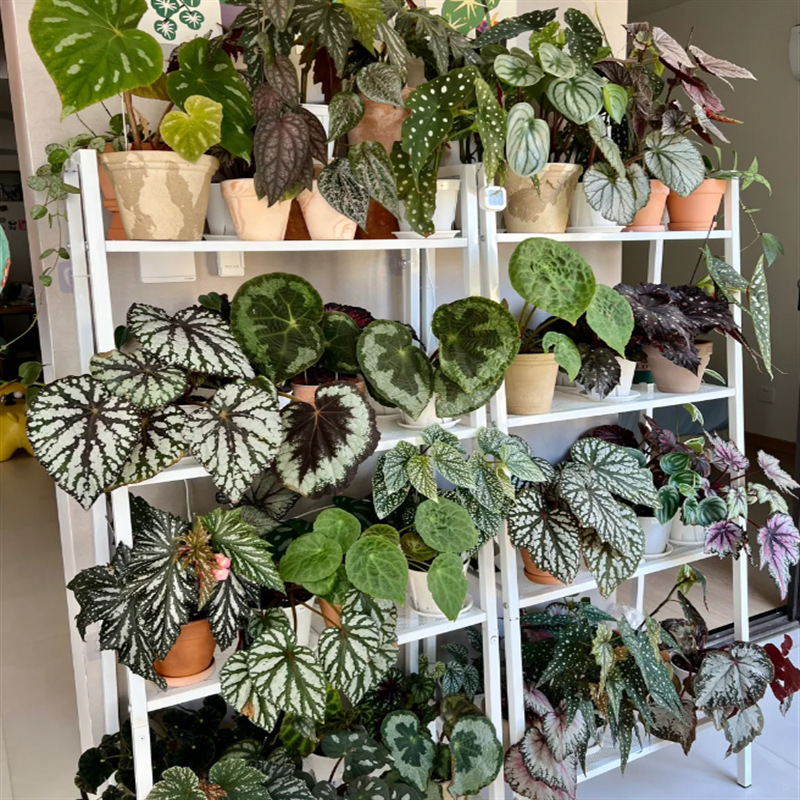 A Collection of Anthuriums ⑥ Indoor Trendy Potted Plants: Longchuan Firefly Silver, Yidu Ornamental Foliage and Flowering Potted Plants A Collection of Anthuriums ⑥ Indoor Trendy Potted Plants: Longchuan Firefly Silver, Yidu Ornamental Foliage and Flowering Potted Plants