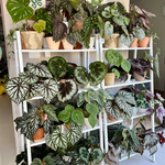 蟆叶秋海棠合集五 室内网红盆栽龙川萤火银伊度观叶赏花盆栽花卉