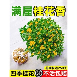 �𻨘����ļ�������ԭ�����ܰ����S�����ͥԺ���Զ༾�_��