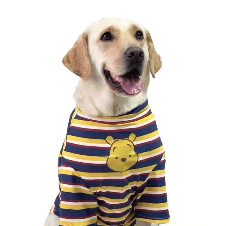 ラブラドールの服の犬は夏に毛を落として服を着ます。|undefined