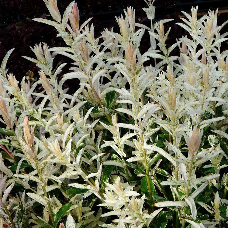 Цветные листья ивы, прямые продажи из питомника, цветные листья ивы, саженцы в горшках, садовые кустарники, устойчивые к холоду и засухе, полные характеристики