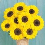 �л����տ����� ��ɭ�ز�÷�� ���������ļ��ʻ�����ͥԺ����