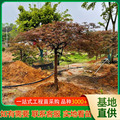 羽毛枫 绿化工程树苗园林工程造型桩景美国日本红枫树三季红 批发