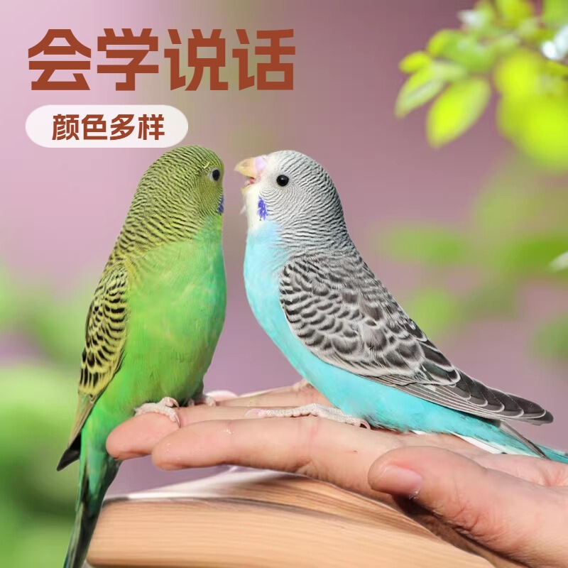 Parrots, Live Birds, Budgerigars, Small Birds, Live Birds That Can Learn to Talk, Live Birds, Pets, Small and Medium-Sized Parrots