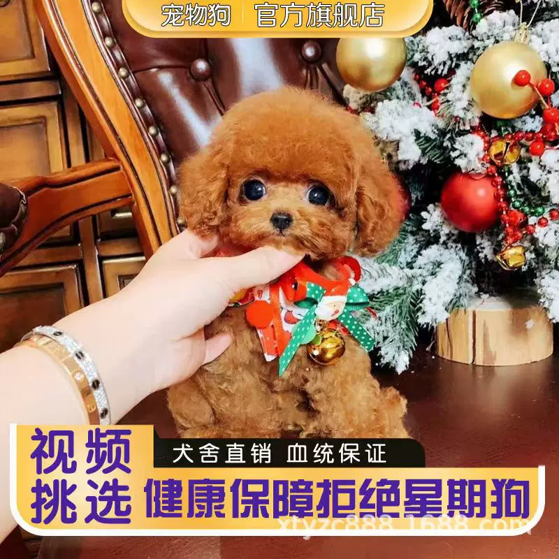 批发纯种泰迪幼犬活体小型犬泰迪幼崽价格米宠物狗狗活物
