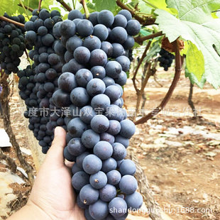 �ĺ�������ɽ�|ƽ�Ȼ������l�����Ϸ��Nֲ���ј���Ʒ�N����