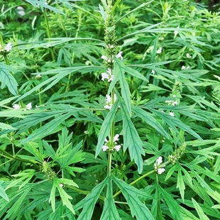 �׻���ĸ�����r�F��Ů�˲ݬF����Ӳ����ݬF���؛���Ǻ���Ź���