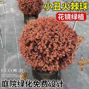 ���R�GֲС��������������ͥԺ�G���OӋ�����쾰ֲ���ͺ��͟�