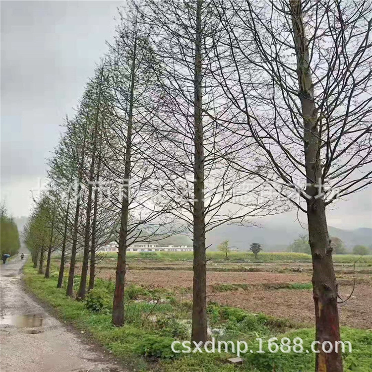 Оптовая продажа Metasequoia Hunan 3-5-8-10-12- 15-20cm саженцев Metasequoia и цен на Larix martaghniana, непромокаемые виды деревьев