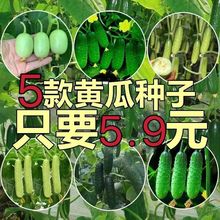 水果黄瓜种子摘不败节节瓜小黄瓜地栽阳台盆栽四季播种蔬菜种子