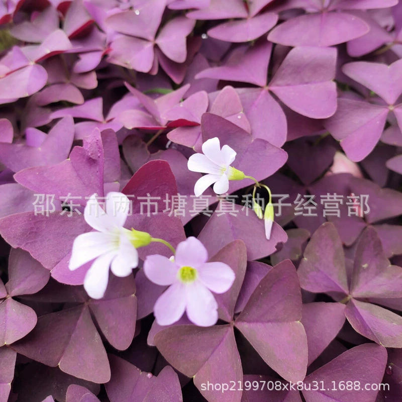 Многолетний красный клевер фиолетовый лист щавеля семена корень в горшке сад газон цветок листва клумба растение озеленение рассады