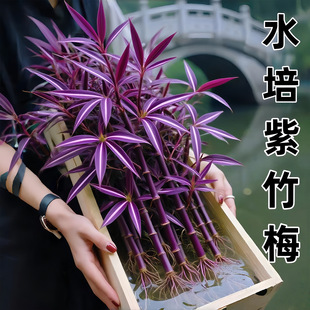 ��������÷����ˮ��ֲ���҃Ⱥ��B�ļ����ܾGֲ���_���m�k���ҿ͏d