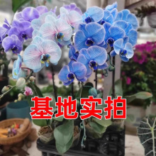 ���l���۷N�� �{���Sβ�ϻ��Sβ�N�� ���ܷN�ӾGɫ���ԷN��
