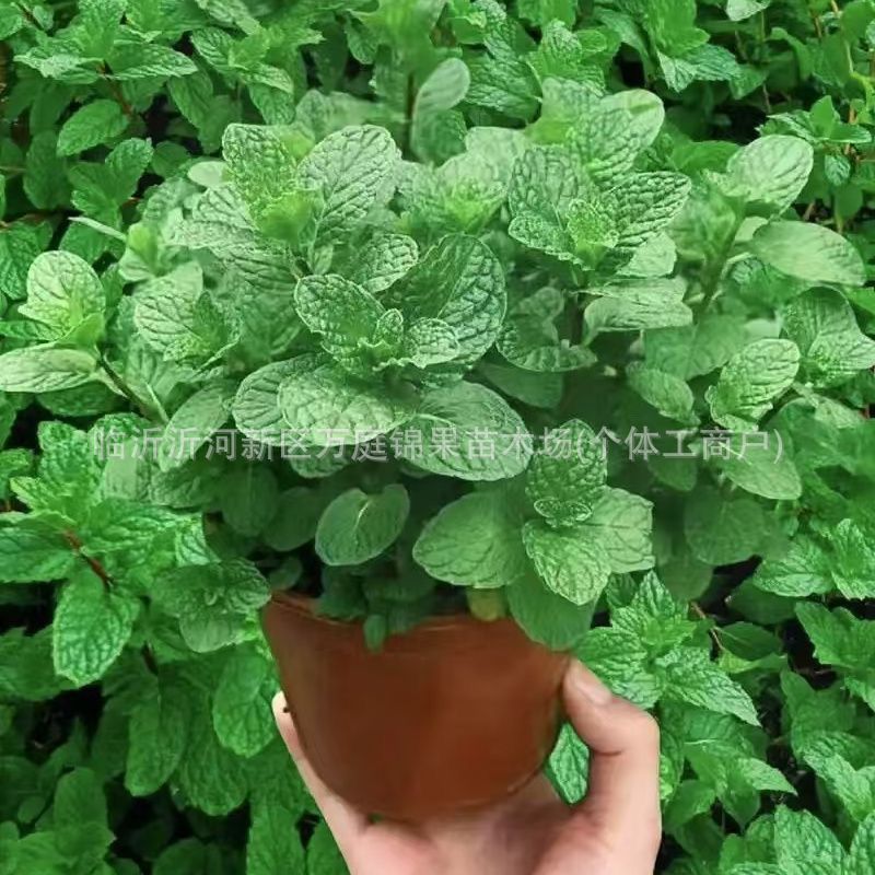 Mint potted plants can be eaten with large seedlings lemon catnip…