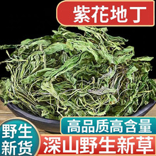 正品野生紫花地丁新货中药材500g正宗犁头草地丁草地丁苦地丁泡水