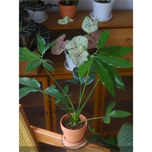 ���~���G�qӡ�ڰ���ë���~���҃��k���ҿ͏d���B�Gֲ�����Ա��W�L