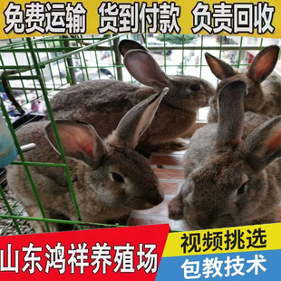 �S��ֱ�Nɢ�B���ñ����rС�ÿ�����ֳ�Ãr��ă������r�ô������l