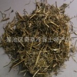 咽喉草,细叶角茴香,雪里青,中药材植物细叶角茴香
