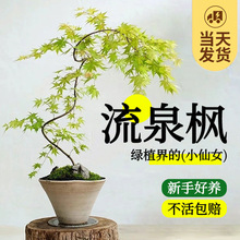 黄金流泉枫盆栽树苗室内办公室桌面大型绿植花卉植物书房造型盆景