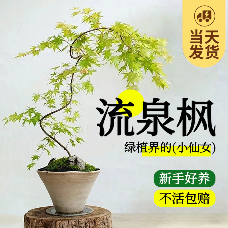 Golden Flowing Maple Potted Saplings Indoor Office Desktop Large Green Plants Flower Plants Study Style Bonsai