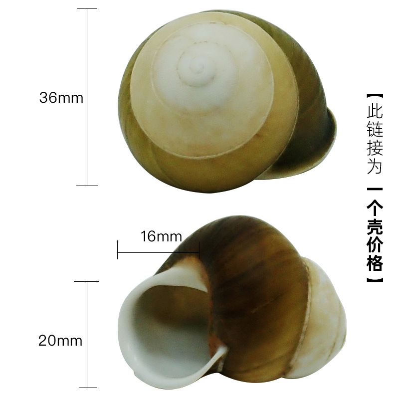 3-4cm 게에 적합한 생강 x56 녹색 나무 나선형