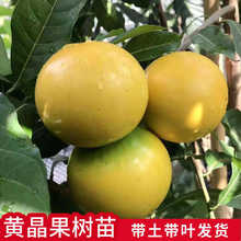 �����S�������������S�����޽����S��������ļ��Y�����Ե��ԷNֲ